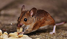 24 Hour & Emergency Exterminators in Wesley Chapel, FL